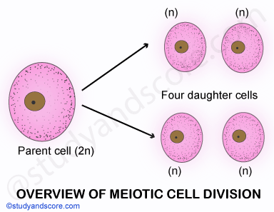 cell division, meiosis, meiotic phase, cell cycle, multicellular organism